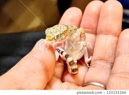 Cute elegant bow-toed gecko Cute elegant bow-toed gecko 133133164