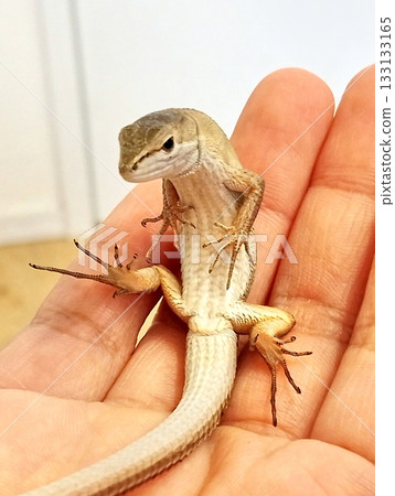Japanese grass lizard relaxing in the palm of your hand 133133165
