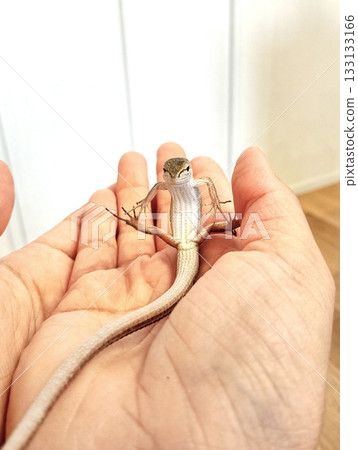 A Japanese grass lizard that fits in the palm of your hand A Japanese grass lizard that fits in the palm of your hand 133133166