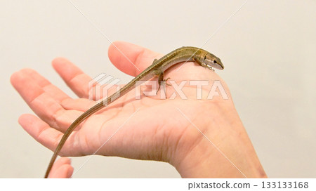 A Japanese grass lizard that fits in the palm of your hand 133133168