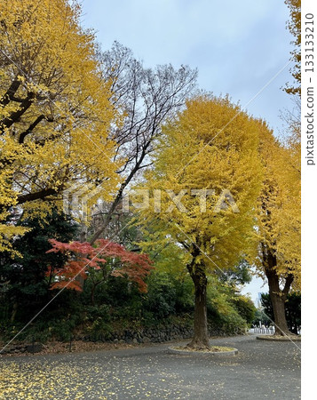 上野公園 台東區 133133210