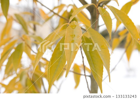 Yellow leaf 133133243