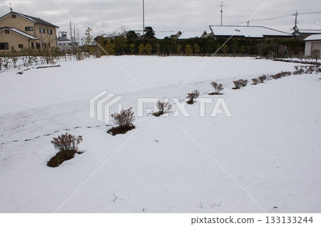 雪和灌木 雪和灌木 133133244