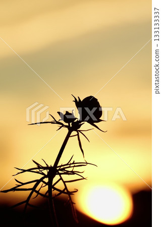 Cosmos buds silhouette illuminated by the setting sun Cosmos buds silhouette illuminated by the setting sun 133133337