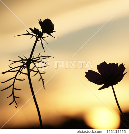 落日餘暉映照下的宇宙輪廓 133133353