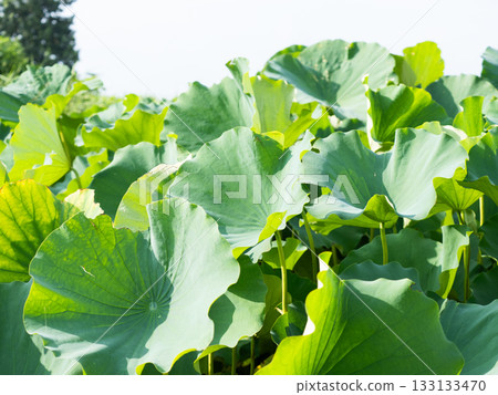 A lotus leaf shining in the sunlight A lotus leaf shining in the sunlight 133133470