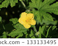 Botanical flowers (male flowers) 133133495