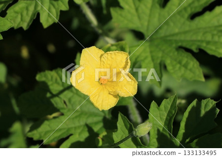 植物花(雄花) 植物花(雄花) 133133495