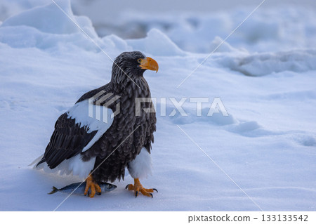 一隻虎頭海雕爪子搭在浮冰上，手裡抓著一條魚。 133133542