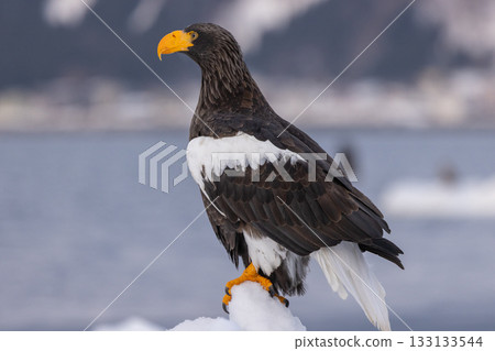 A Steller's sea eagle perched on drift ice 133133544