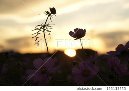Autumn scenery of cosmos fields illuminated by the setting sun 133133553