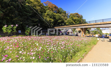 A park with cosmos 133133569