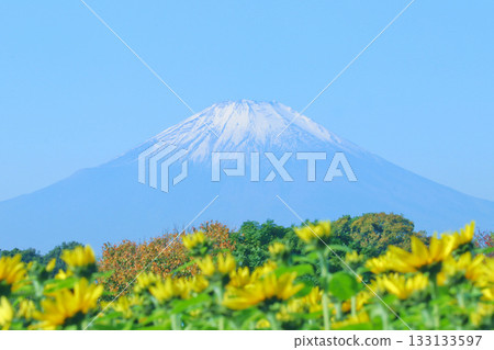 Mount Fuji with its first snow and a sunflower field in late autumn Mount Fuji with its first snow and a sunflower field in late autumn 133133597