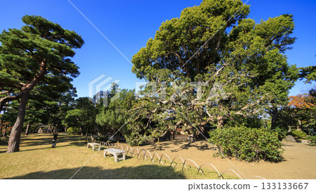 秋季的明治紀念大磯庭園 133133667