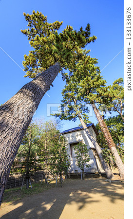 秋季的明治紀念大磯庭園 133133676