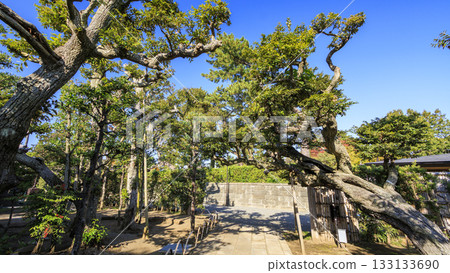 秋季的明治紀念大磯庭園 秋季的明治紀念大磯庭園 133133690