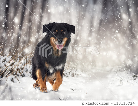 Hovawart in winter 133133724