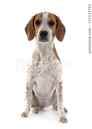 young beagle in studio young beagle in studio 133133743