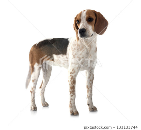young beagle in studio 133133744