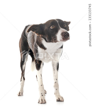 border collie in studio 133133745