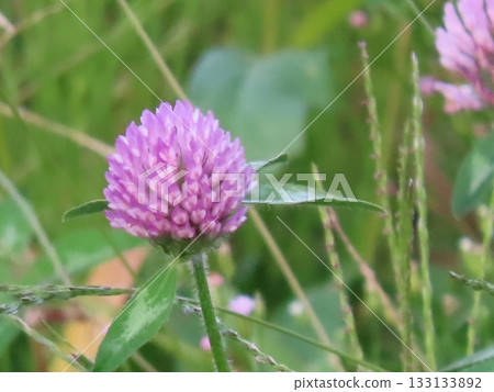 紅色三葉草，紫三葉草，紅三葉草 133133892