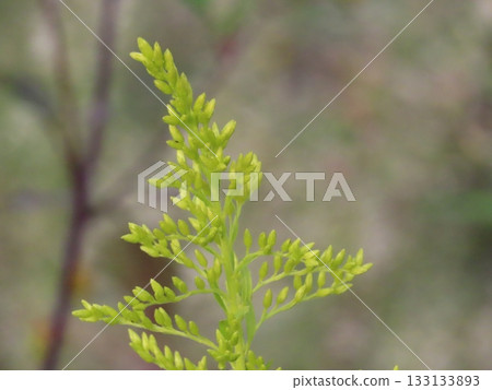 Buds Solidago altissima (tall goldenrod) Buds Solidago altissima (tall goldenrod) 133133893