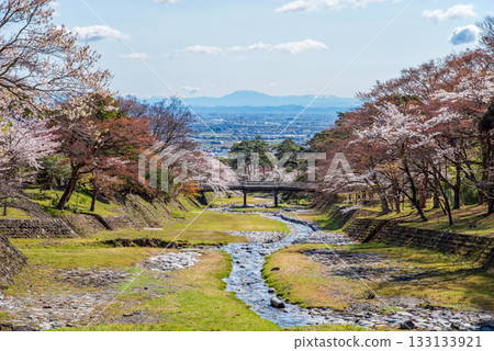 Cherry blossoms at Yoro Park (Yoro Town, Yoro District, Gifu Prefecture) 133133921