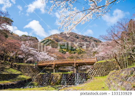 Cherry blossoms at Yoro Park and Togetsukyo Bridge (Yoro Town, Yoro County, Gifu Prefecture) Cherry blossoms at Yoro Park and Togetsukyo Bridge (Yoro Town, Yoro County, Gifu Prefecture) 133133929