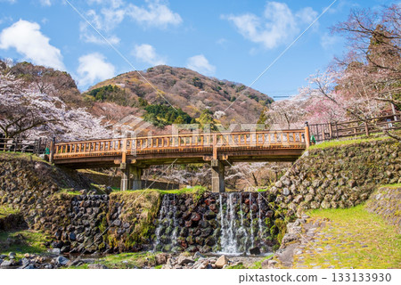 養老公園和渡月橋的櫻花(岐阜縣養老郡養老町) 養老公園和渡月橋的櫻花(岐阜縣養老郡養老町) 133133930