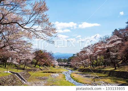 Cherry blossoms at Yoro Park (Yoro Town, Yoro District, Gifu Prefecture) Cherry blossoms at Yoro Park (Yoro Town, Yoro District, Gifu Prefecture) 133133935