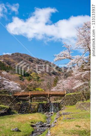 Cherry blossoms at Yoro Park and Togetsukyo Bridge (Yoro Town, Yoro County, Gifu Prefecture) Cherry blossoms at Yoro Park and Togetsukyo Bridge (Yoro Town, Yoro County, Gifu Prefecture) 133133937
