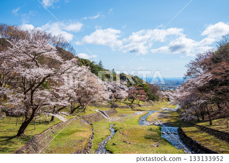 Cherry blossoms at Yoro Park (Yoro Town, Yoro District, Gifu Prefecture) Cherry blossoms at Yoro Park (Yoro Town, Yoro District, Gifu Prefecture) 133133952