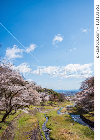 Cherry blossoms at Yoro Park (Yoro Town, Yoro District, Gifu Prefecture) Cherry blossoms at Yoro Park (Yoro Town, Yoro District, Gifu Prefecture) 133133953