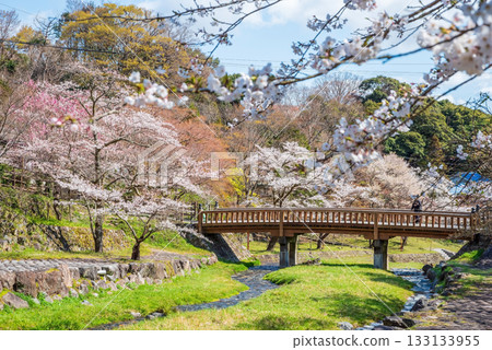 養老公園和渡月橋的櫻花(岐阜縣養老郡養老町) 養老公園和渡月橋的櫻花(岐阜縣養老郡養老町) 133133955