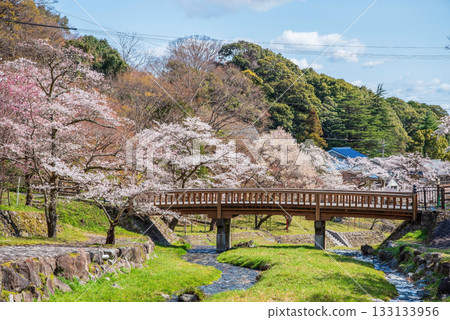 養老公園和渡月橋的櫻花（岐阜縣養老郡養老町） 133133956