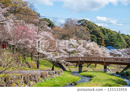 Cherry blossoms at Yoro Park and Togetsukyo Bridge (Yoro Town, Yoro County, Gifu Prefecture) 133133958