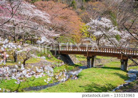 Cherry blossoms at Yoro Park and Togetsukyo Bridge (Yoro Town, Yoro County, Gifu Prefecture) 133133963