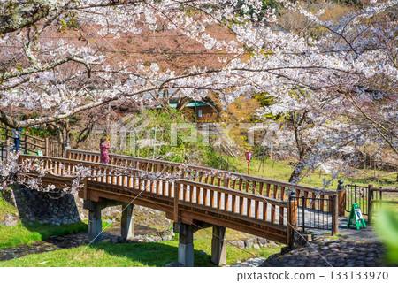 Cherry blossoms at Yoro Park and Togetsukyo Bridge (Yoro Town, Yoro County, Gifu Prefecture) Cherry blossoms at Yoro Park and Togetsukyo Bridge (Yoro Town, Yoro County, Gifu Prefecture) 133133970