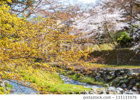 嫩楓葉與盛開的櫻花（岐阜縣養老公園） 133133976