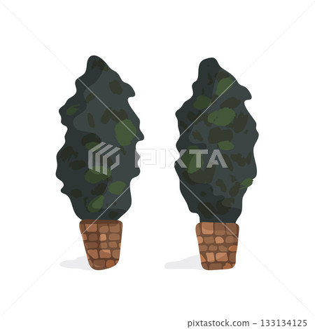 Two potted plants thuja with green leaves and brown pots. The plants are tall and leafy. Two potted plants thuja with green leaves and brown pots. The plants are tall and leafy. 133134125