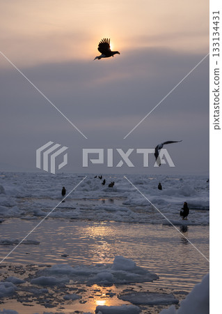 斯特勒海雕和海鷗聚集在羅臼島的浮冰上。 133134431