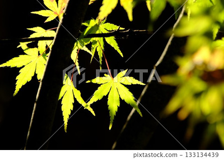 Momiji started to color 133134439