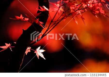 The colors of late autumn: Maple leaves ablaze with color and sunlight filtering through the trees. The colors of late autumn: Maple leaves ablaze with color and sunlight filtering through the trees. 133134445