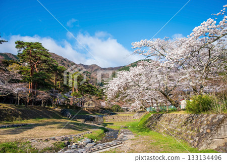 Cherry blossoms at Yoro Park (Yoro Town, Yoro District, Gifu Prefecture) Cherry blossoms at Yoro Park (Yoro Town, Yoro District, Gifu Prefecture) 133134496