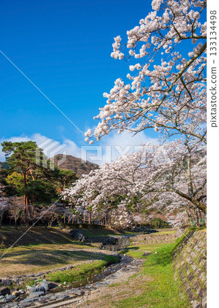 Cherry blossoms at Yoro Park (Yoro Town, Yoro District, Gifu Prefecture) Cherry blossoms at Yoro Park (Yoro Town, Yoro District, Gifu Prefecture) 133134498