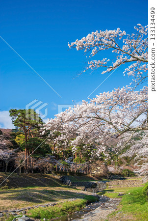 Cherry blossoms at Yoro Park (Yoro Town, Yoro District, Gifu Prefecture) Cherry blossoms at Yoro Park (Yoro Town, Yoro District, Gifu Prefecture) 133134499