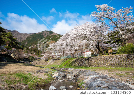 Cherry blossoms at Yoro Park (Yoro Town, Yoro District, Gifu Prefecture) 133134500