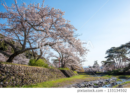 Cherry blossoms at Yoro Park (Yoro Town, Yoro District, Gifu Prefecture) Cherry blossoms at Yoro Park (Yoro Town, Yoro District, Gifu Prefecture) 133134502