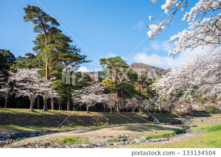 Cherry blossoms at Yoro Park (Yoro Town, Yoro District, Gifu Prefecture) 133134504