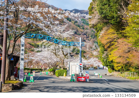 Cherry blossoms at Yoro Park, parking lot entrance (Yoro Town, Yoro District, Gifu Prefecture) 133134509